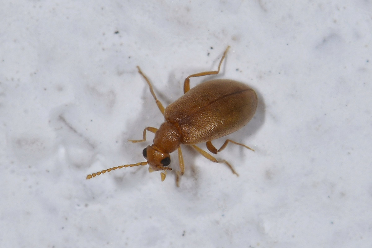 Aderidae: Olotelus flaveolus (cfr. )